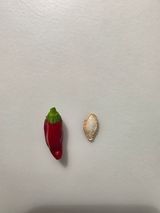 팜모닝 고추·영농일지 게시글 이미지