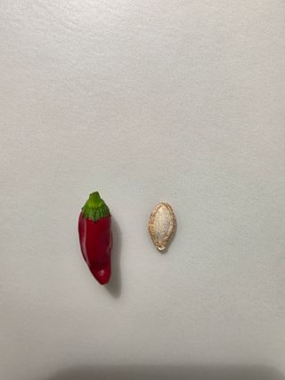 열정님의 고추 · 영농일지 작성글 사진