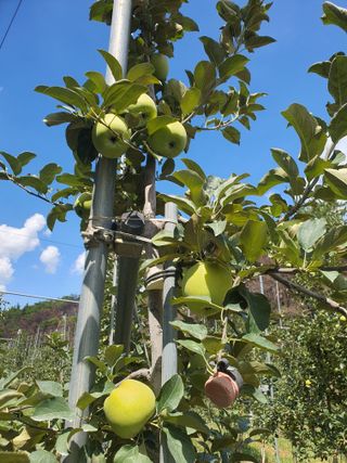 의성,군위 나상덕님의 기타작물 · 영농일지 작성글 사진