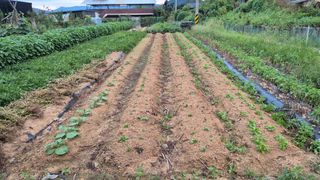 전환엽님의 배추 · 영농일지 작성글 사진