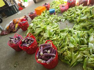 장관덕님의 옥수수 · 영농일지 작성글 사진