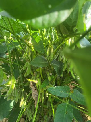 서명석님의 들깨 · 영농일지 작성글 사진