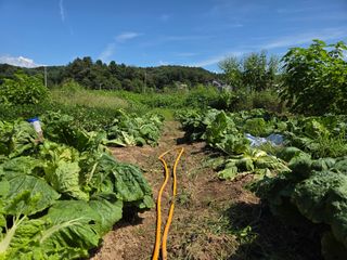 김윤회님의 배추 · 영농일지 작성글 사진
