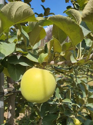 의성,군위 나상덕님의 기타작물 · 영농일지 작성글 사진