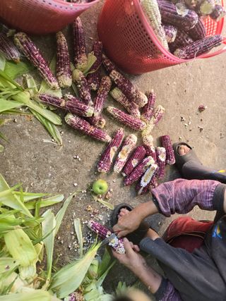 장관덕님의 옥수수 · 영농일지 작성글 사진