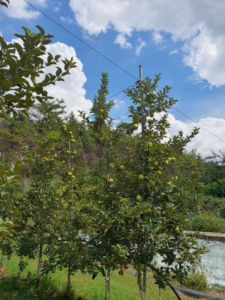 의성,군위 나상덕님의 기타작물 · 영농일지 작성글 사진