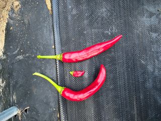 열정님의 고추 · 영농일지 작성글 사진