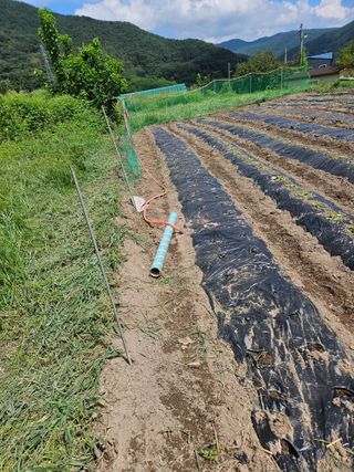 김해열님의 기타작물 · 영농일지 작성글 사진
