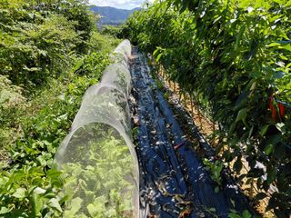 이박농장님의 고추 · 영농일지 작성글 사진