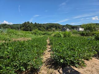 김윤회님의 배추 · 영농일지 작성글 사진