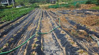 박현미님의 배추 · 영농일지 작성글 사진