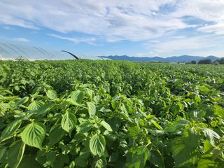 서명석님의 들깨 · 영농일지 작성글 사진