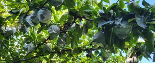 안동주님의 기타작물 · 영농일지 작성글 사진