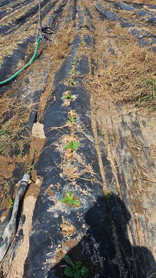 박현미님의 배추 · 영농일지 작성글 사진