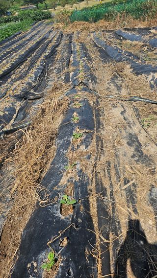 박현미님의 배추 · 영농일지 작성글 사진