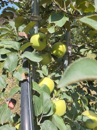 의성,군위 나상덕님의 기타작물 · 영농일지 작성글 사진