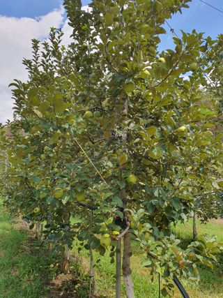 의성,군위 나상덕님의 기타작물 · 영농일지 작성글 사진