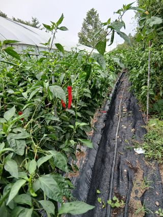 박래문님의 고추 · 영농일지 작성글 사진