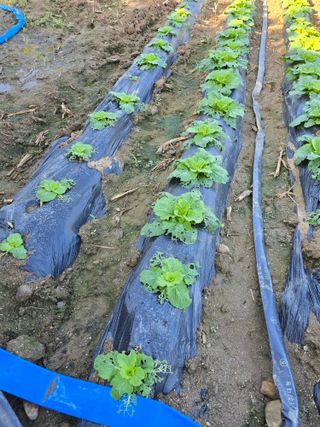 장관덕님의 옥수수 · 영농일지 작성글 사진