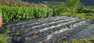 산골아찌님의 배추 · 영농일지 작성글 사진