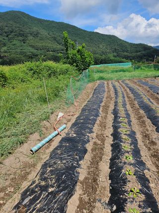 김해열님의 기타작물 · 영농일지 작성글 사진