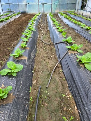 윤자용11대임후회장님의 배추 · 영농일지 작성글 사진
