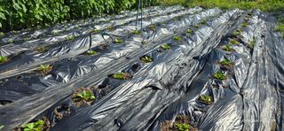 산골아찌님의 배추 · 영농일지 작성글 사진