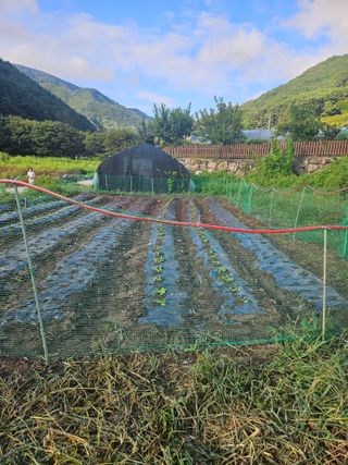 김해열님의 기타작물 · 영농일지 작성글 사진