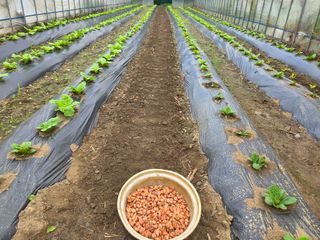 윤자용11대임후회장님의 배추 · 영농일지 작성글 사진