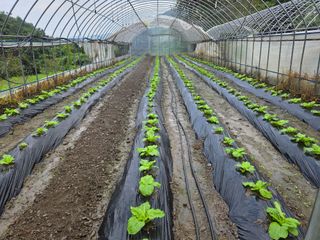 윤자용11대임후회장님의 배추 · 영농일지 작성글 사진