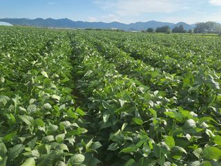 서명석님의 들깨 · 영농일지 작성글 사진