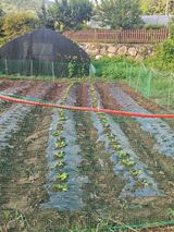 팜모닝 기타작물·영농일지 게시글 이미지