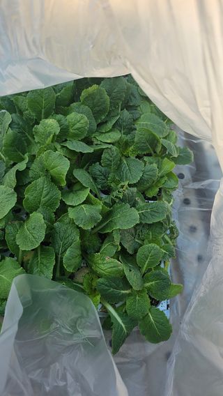 박현미님의 배추 · 영농일지 작성글 사진