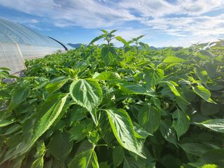 서명석님의 들깨 · 영농일지 작성글 사진