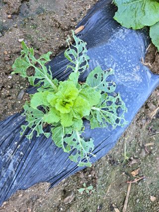 장관덕님의 옥수수 · 영농일지 작성글 사진