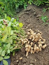 팜모닝 기타작물·영농일지 게시글 이미지