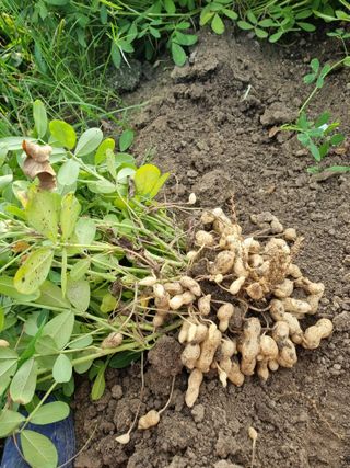 박경선님의 기타작물 · 영농일지 작성글 사진