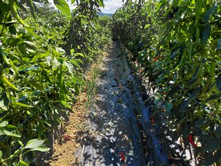 이박농장님의 고추 · 영농일지 작성글 사진