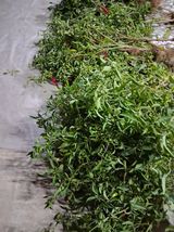 팜모닝 기타작물·영농일지 게시글 이미지