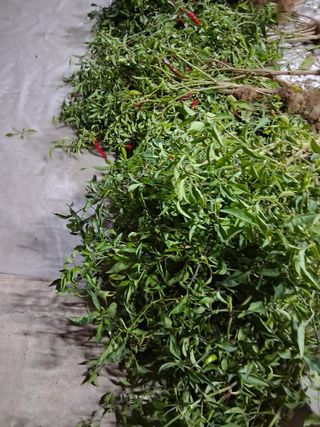 양파15542님의 기타작물 · 영농일지 작성글 사진