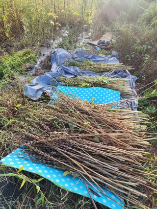 박병한님의 참깨 · 영농일지 작성글 사진