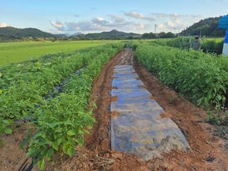보리수치유농장님의 기타작물 · 영농일지 작성글 사진