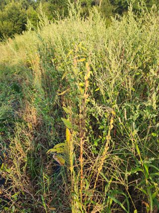 박병한님의 참깨 · 영농일지 작성글 사진