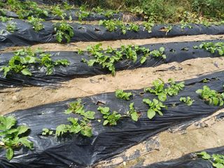 김진현님의 배추 · 영농일지 작성글 사진
