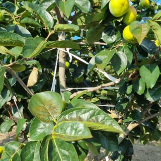 믿고사는농원-송미경님의 감 · 영농일지 작성글 사진