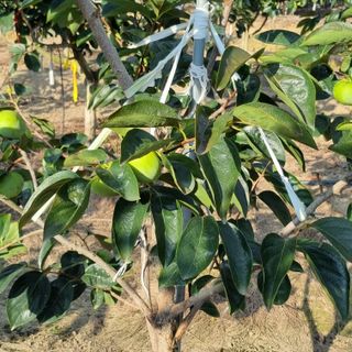 믿고사는농원-송미경님의 감 · 영농일지 작성글 사진