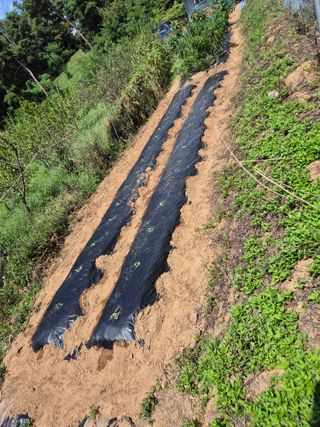 호랑이별님의 기타작물 · 영농일지 작성글 사진