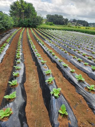 청송농장16987님의 배추 · 영농일지 작성글 사진