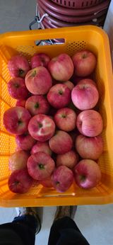 팜모닝 기타작물·영농일지 게시글 이미지