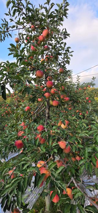 자연자유님의 사과 · 영농일지 작성글 사진